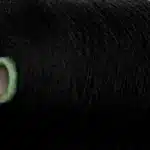 Zegna Baruffa Cashwool 088020 чорний 100% меринос купити в магазині пряжі Київ, Хорива 1 А 2 поверх